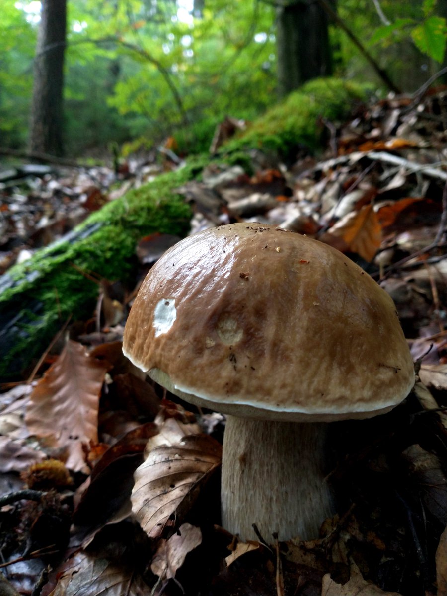 DivinoNature's tweet photo. #Steinpilz, Der
(Boletus edulis) https://t.co/irHwsS8V6o