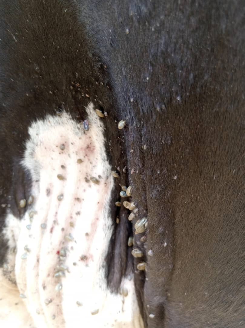 Sanga Vet. Chem. Ltd tweet media