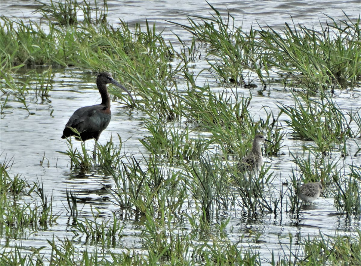 DrNiemitz's tweet photo. Portugal, Reserva Natural do Sado. A paradise to be saved. - Ein Paradis, das erhalten werden muss.
#Plegadis #Philomachus #Calidris #Himantopus und eben #Limosa @monalimosa
🙂🙂🍀🍀🦩🦩 #Naturschutz #birding #TwitterNatureCommunity #NatureBeauty https://t.co/RYOHUalsF0