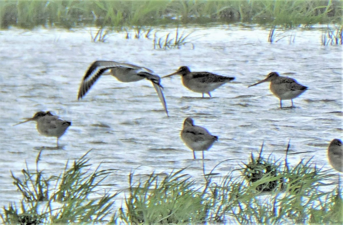 DrNiemitz's tweet photo. Portugal, Reserva Natural do Sado. A paradise to be saved. - Ein Paradis, das erhalten werden muss.
#Plegadis #Philomachus #Calidris #Himantopus und eben #Limosa @monalimosa
🙂🙂🍀🍀🦩🦩 #Naturschutz #birding #TwitterNatureCommunity #NatureBeauty https://t.co/RYOHUalsF0