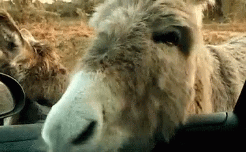 hlthinfoconnect's tweet photo. @lsferguson Did someone say mules? https://t.co/rkU1IfrKKE