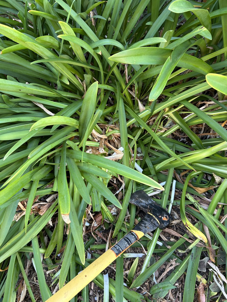 Tim_Gatto's tweet photo. Hit the native plant sale yesterday and finally replacing these trash agapanthus #californiadrought #rockingthesuburbs https://t.co/liWgesUm5T