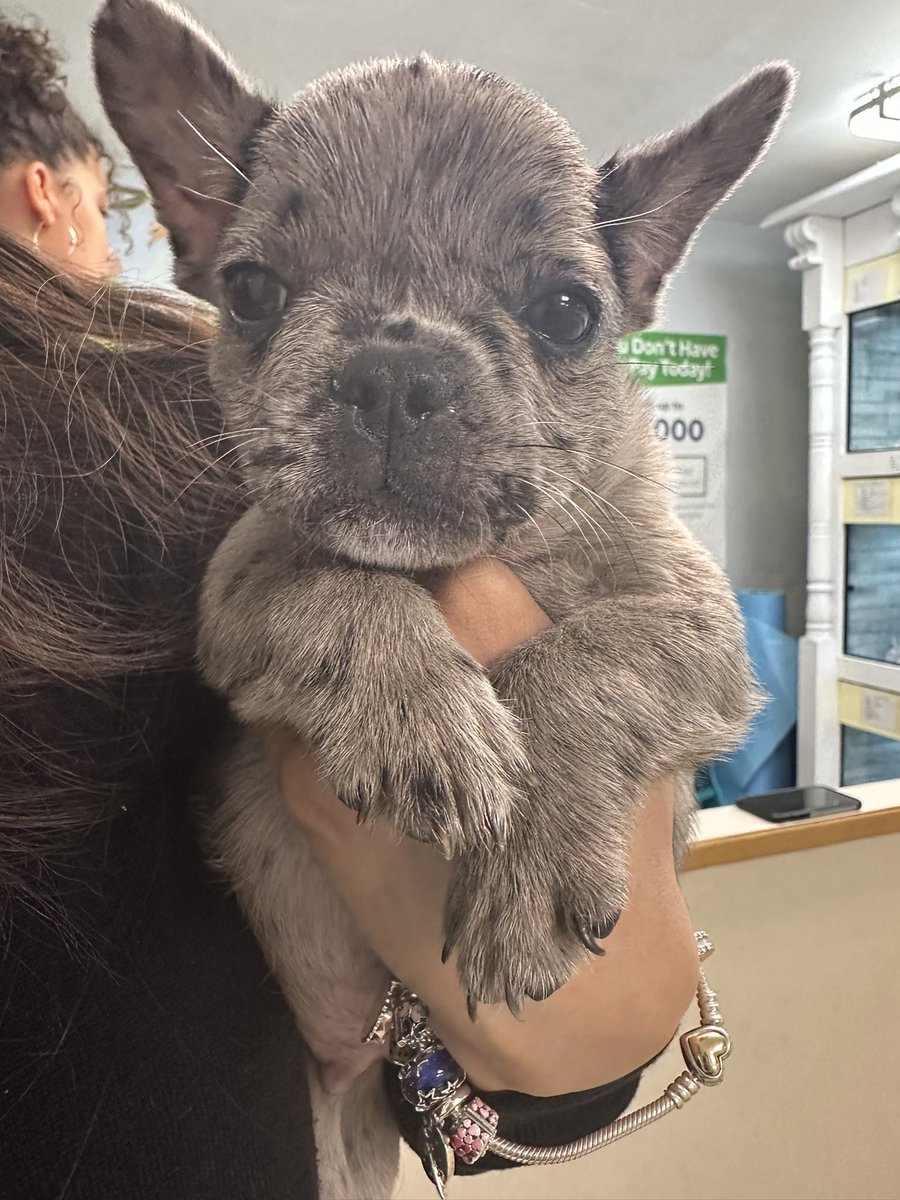 AventuraPuppies's tweet photo. Beautiful Merle French Bulldog in our Aventura location he’s looking for his forever home! Come visit us at 19030 w Dixie Highway we are open from 11am to 9pm. Can’t wait to see you!  #cutepuppies #florida #cute #furbaby #dog #fyp #twitterpups #puppiesoftwitter
 U19-217351 https://t.co/Aoha1jnpuZ