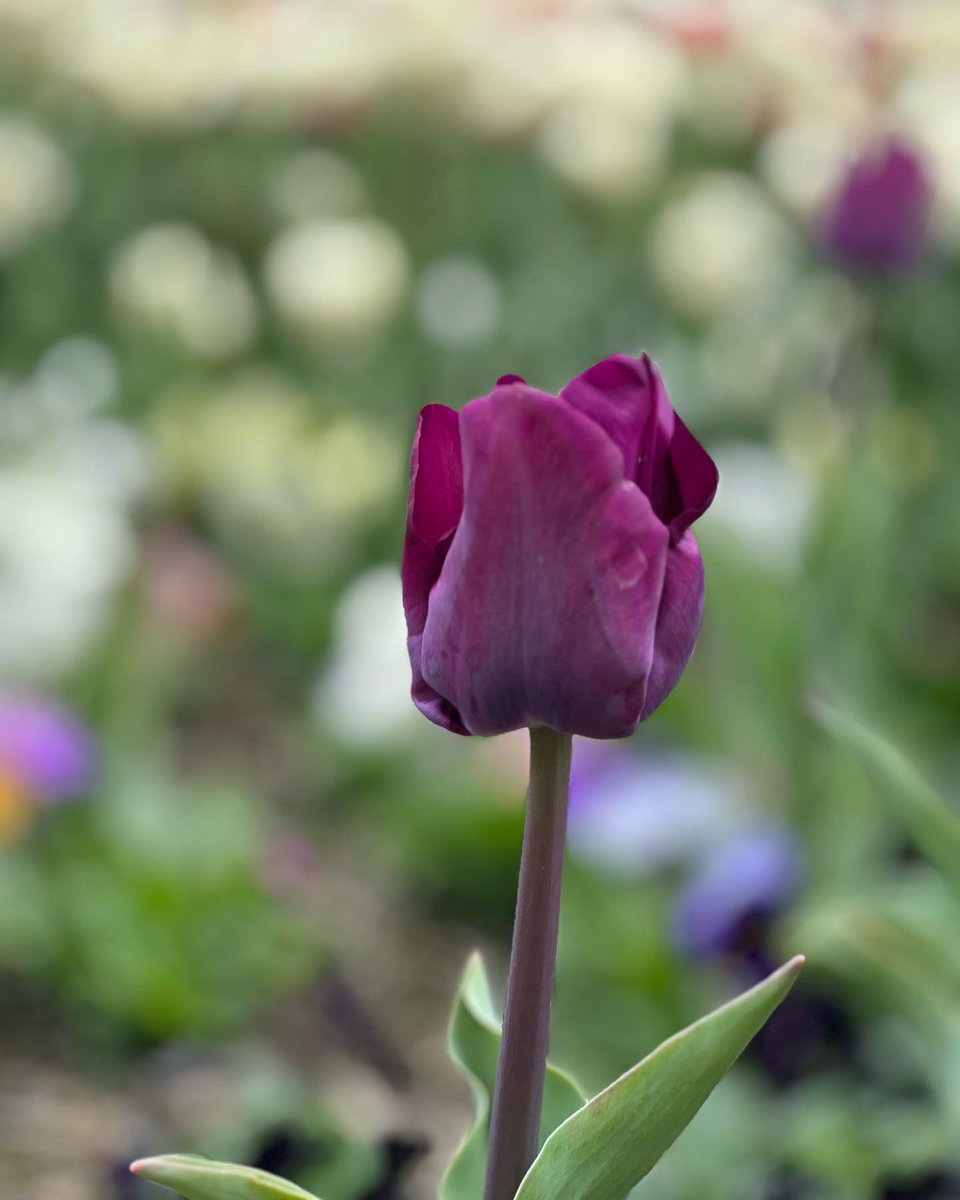 sofranksocial's tweet photo. Have you visited @Floriade yet? The annual floral festival closes on Sunday with the Dogs Day Out! 

#SoFrankSocial #VisitCanberra #Floriade #CanberraSpring https://t.co/gW1bnx9PMq