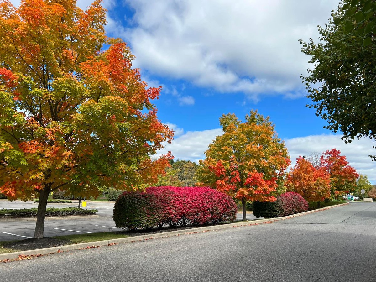 SitaIRL88's tweet photo. #Autumn carries more gold in it's pocket than all the other seasons.Every day we find golden skies and colorful leaves on &amp; off the trees.✨🍂🍁🍃✨

#fall #Fall2022 #NJfall #fallcolours https://t.co/tkYyurPyD2