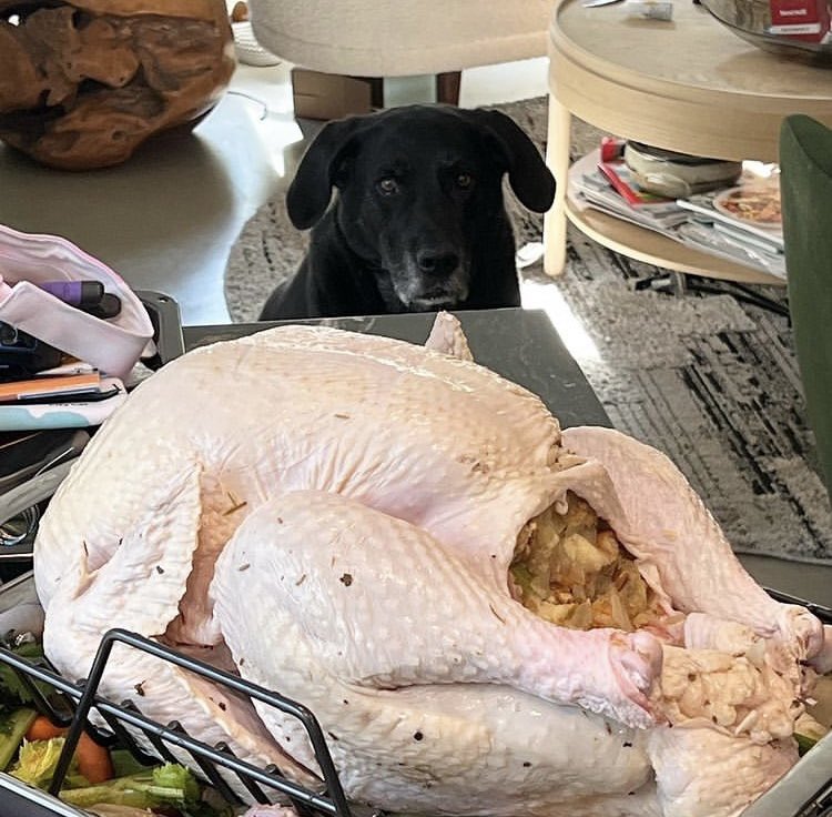 bennie “helping” in the kitchen today for thanksgiving.