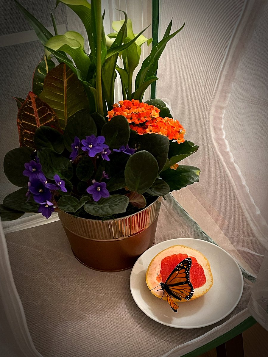ipreferthebook's tweet photo. Grapefruit appears to be his favorite, with freshly squeezed apple coming in a close second. #butterflyreport 🧡 https://t.co/tbbDsHRAdU