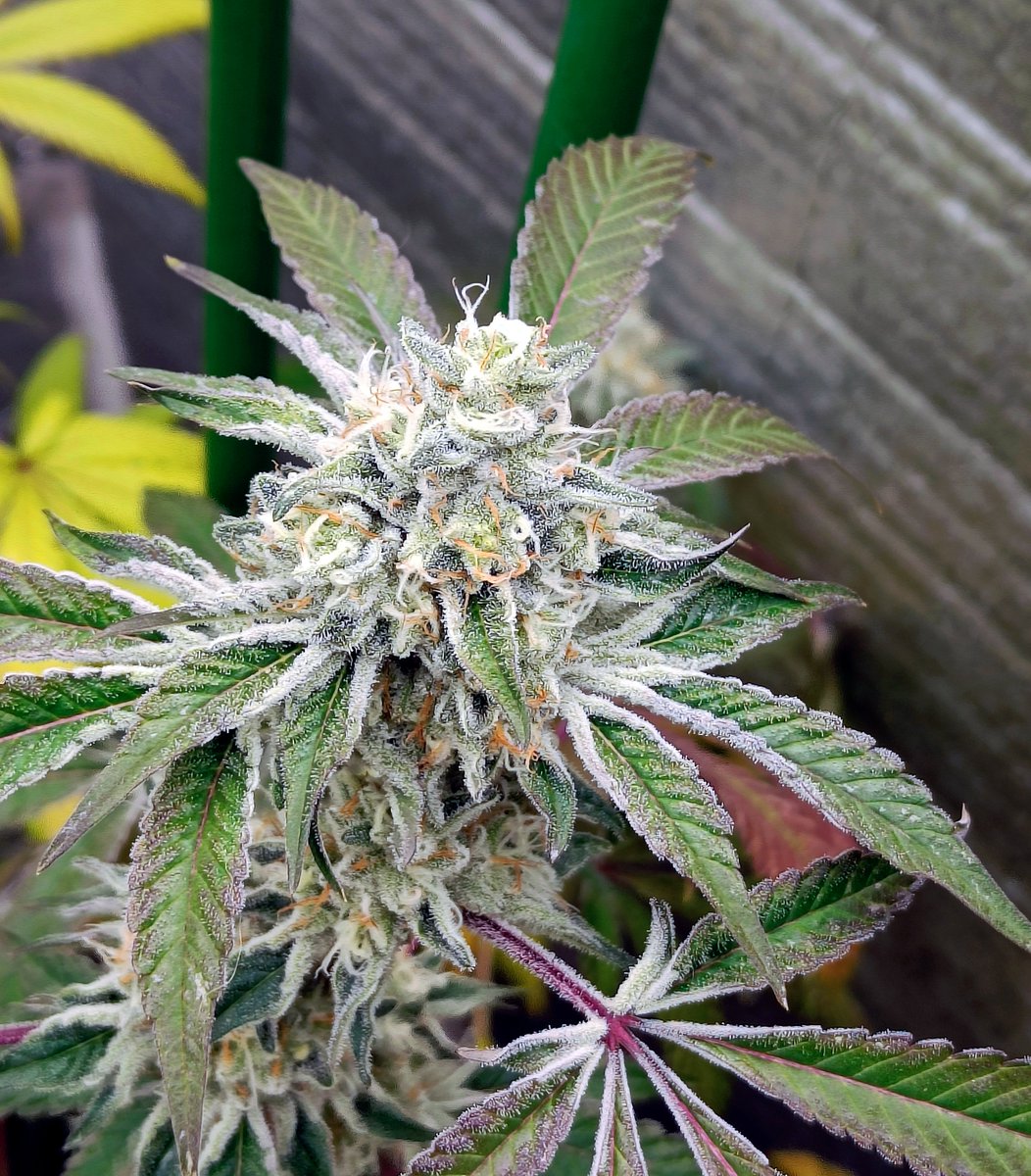 DarknessTHC's tweet photo. 2ydios, 42 días y últimos riegos! Se me esta haciendo eterna la espera🤣🤣🙄
#marshydro #Mmemberville #StoneFarm #growyourown #weedlife #CannabisCommunity #marihuana https://t.co/J9tapd9JnB