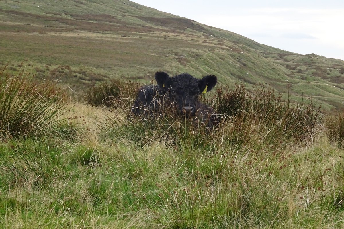 funnypenny's tweet photo. Hike around Scout Moor to Waughโs Well along the Rossendale Way. #WaughsWell #RossendaleWay #ScoutMoor #CowpeHill #CraggQuarry https://t.co/6awJCUmqI6