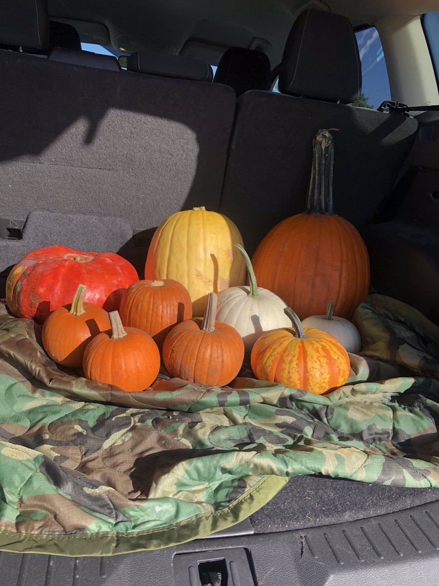 I’m loving the diversity in form and color of these pumpkins! Lots of carving and baking ahead!
