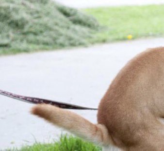 GatoOzymandias's tweet image. Tenía que probar este perro y #BirdsOfPray fué la primera película q me vino a la mente q lo merecía... q otra serie o película pondrías ahí?
#ReleaseTheAyerCut #MakeTheBatfleckMovie #HenryCavillSuperman  #BlackAdam