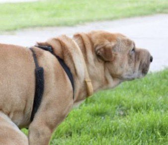 GatoOzymandias's tweet image. Tenía que probar este perro y #BirdsOfPray fué la primera película q me vino a la mente q lo merecía... q otra serie o película pondrías ahí?
#ReleaseTheAyerCut #MakeTheBatfleckMovie #HenryCavillSuperman  #BlackAdam