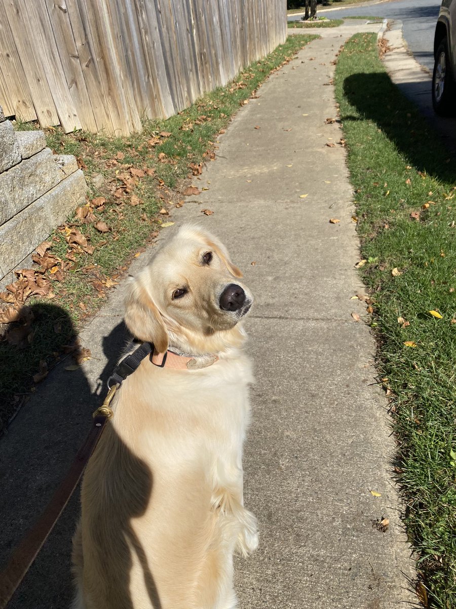 qtippmama's tweet photo. Mama says it’s a beautiful Autumn morning for a walk https://t.co/374wb0G1ck