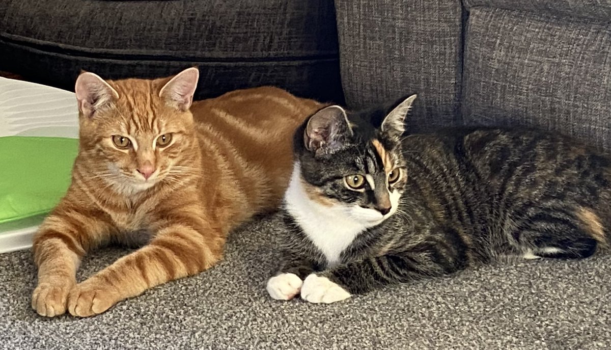 Where’s our roast dinner ?
#cats #CatsOnTwitter #CatsOfTwitter #kittens