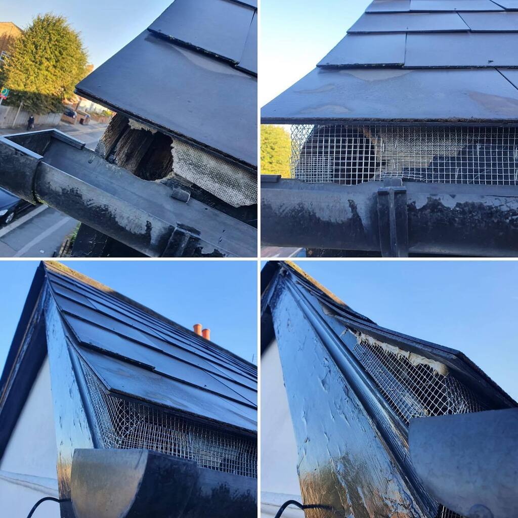 PestFreeMike's tweet photo. Proofing works against squirrels after successful elimination treatment is best way to prevent them from coming back. In this case squirrels have gnawed their way in though fascia board. Extending the proofing barrier - mesh - a bit further is always a g… https://t.co/tC0dDuYyAg https://t.co/96EAYljNZn