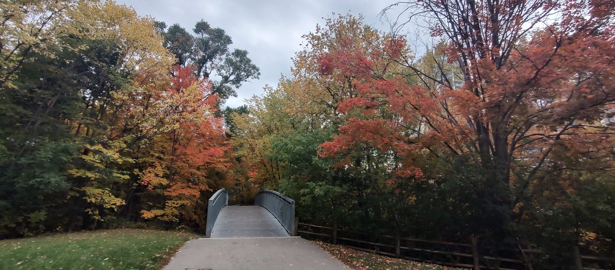 Ma balade quotidienne, sublimée par les couleurs automnales! Je voulais figer l'instant! #Autumn in #Toronto with its amazing colors.