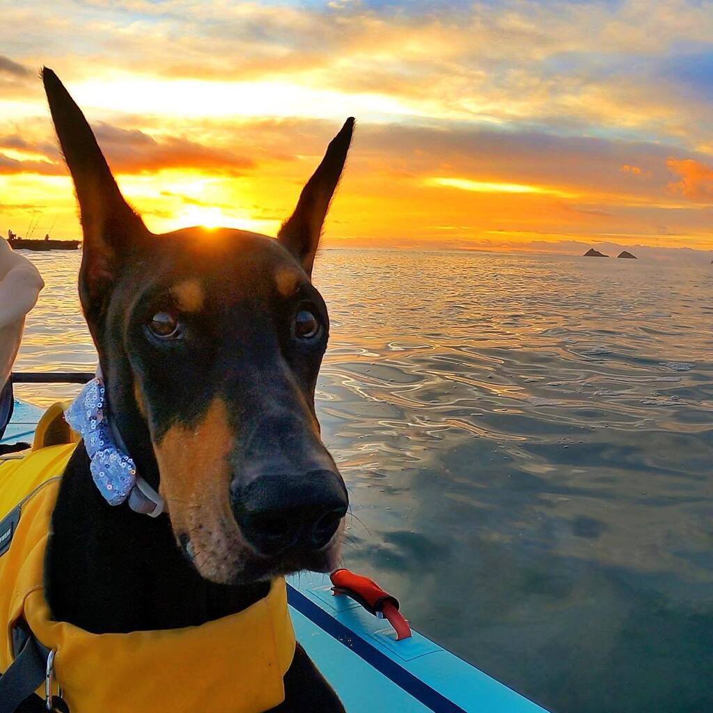 VickiYu's tweet photo. Trying my best to out-handsome whatever’s behind me that Mom is so impressed with. How am I doing?
Good morning friends 🌺🌞
#IchiTheDoberman #DobermanEars #dobermanpinscher #sunriseSUP #standuppaddling #dobermanmom #dogsonpaddleboards #paddleboarddog… https://t.co/IEYKWpbji0 https://t.co/HsvixrbFsU