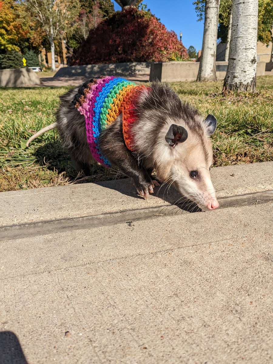Pj_possum's tweet photo. This week Pajamas will only be walking Monday 4-5pm behind Stevo/Grant! She is getting neutered Wednesday so I will update when PJ feels okay to start walking around campus again🥰 https://t.co/VKbiceJqmx
