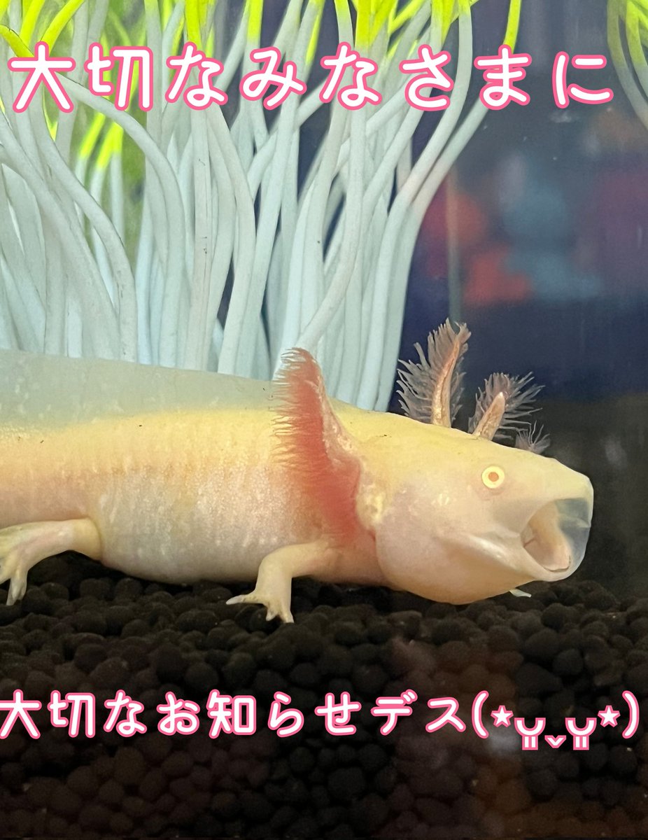 うにゃぎ tweet media