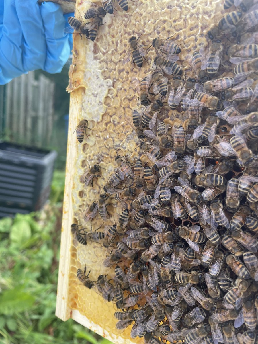 mrwhyke's tweet photo. Any #beekeepers know what’s going on here? The hive looks dirty in a new colony, no brood but lots of honey in the brood box? #beekeeping https://t.co/Qdrsk148L3