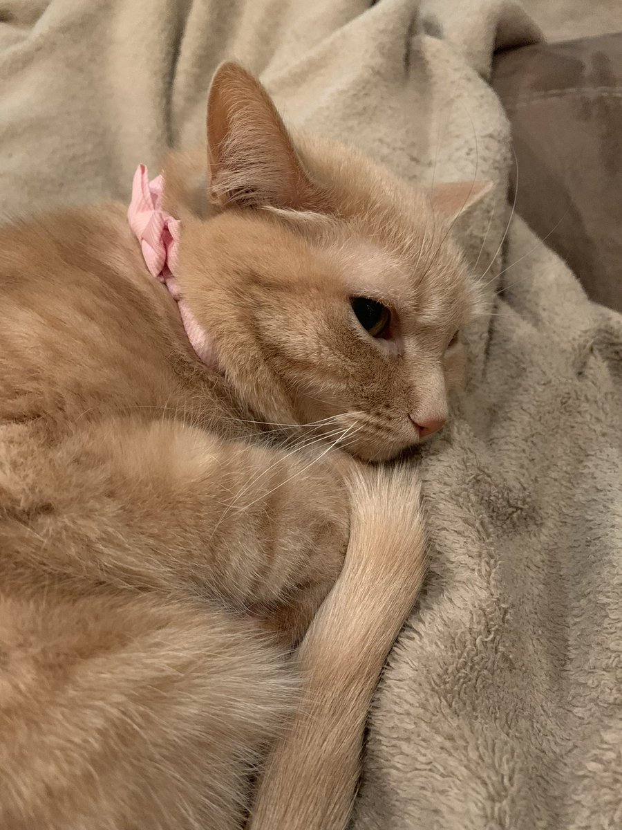 Recently I had one of the hardest days of my life as a pet owner. We had to lay Nyla to rest. She was the sweetest cat anyone could’ve asked for and we loved her with all of our hearts. It was an amazing ten years we had together. Rest easy princess 💕