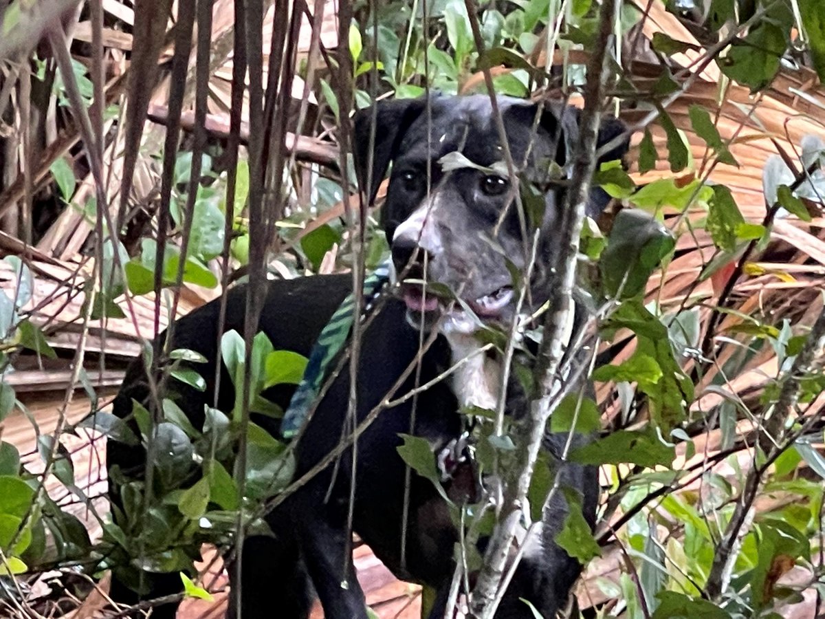 Pembroke Pines PD tweet media