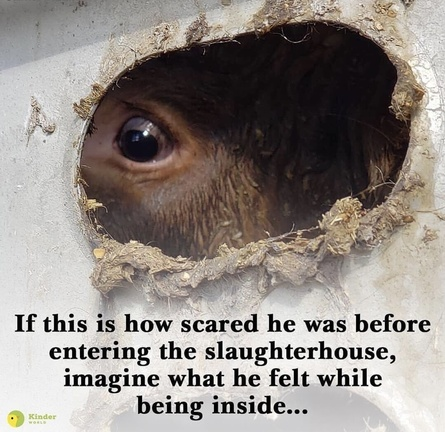 veganfuture's tweet photo. https://t.co/026Y111Ggh