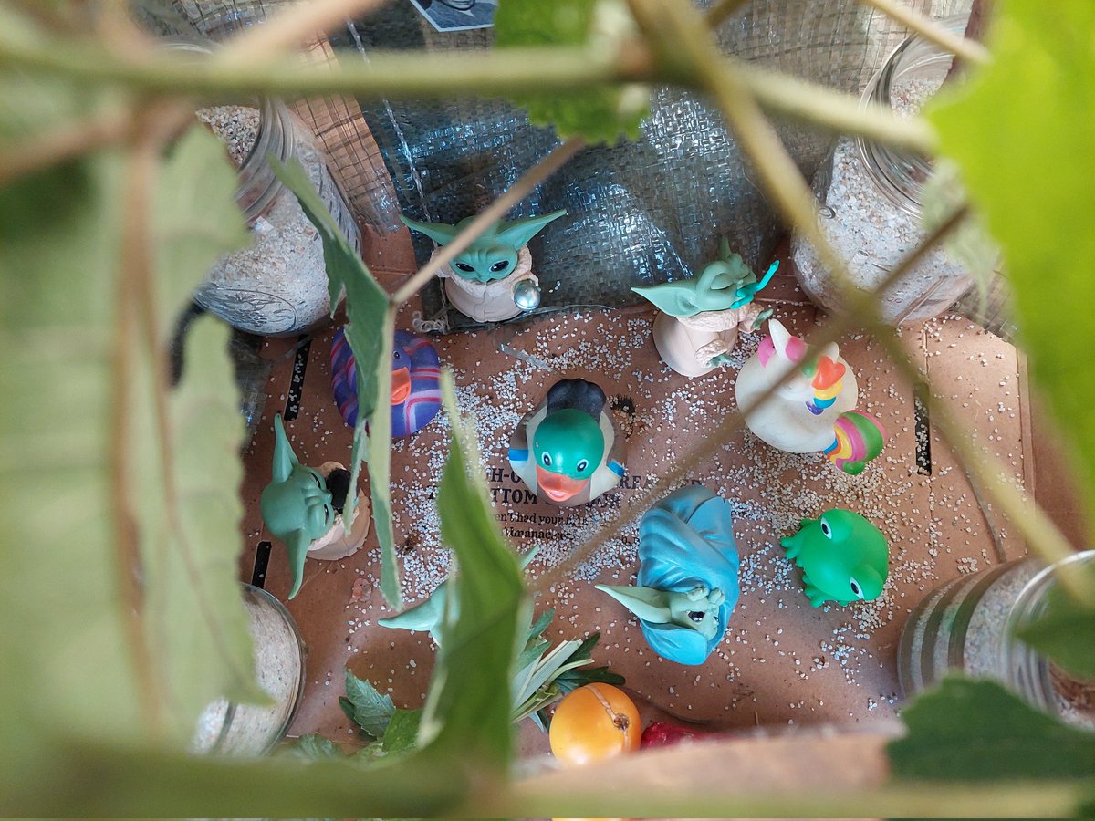 Chag sukkot Sameach!