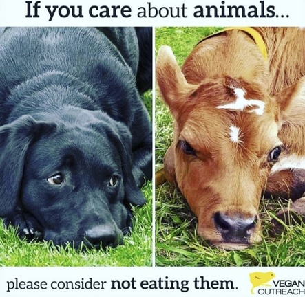 veganfuture's tweet image. 