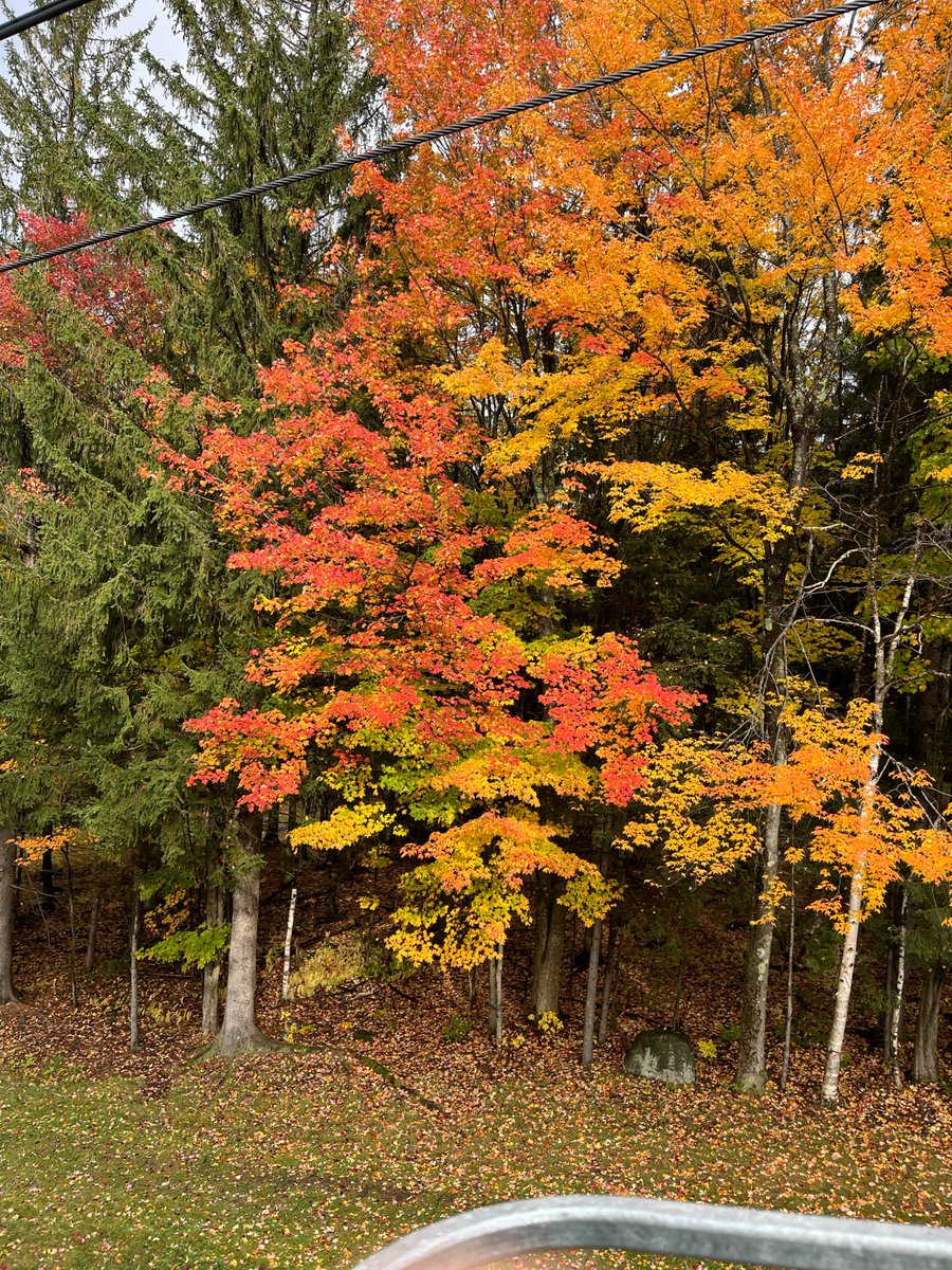 nickytonline's tweet photo. Doing some leaf peeping @montsutton today #LeafPorn #MontSutton https://t.co/ziocn4seAc