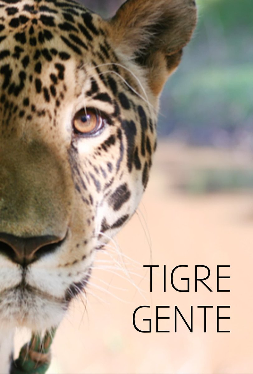 NHdocs's tweet photo. NHdocs proudly presents a screening of TIGRE GENTE!
Marcos is resolute in tracking down the illicit jaguar trade that has been pervasive in Bolivia.
SAT 10/15 12 PM NHFPL
STARTS IN < 1 WEEK!
https://t.co/i9WnvYQ9Wm
#nhdocs2022 #NHdocs #GetReelNewHaven #NHV #TigreGente https://t.co/9oZQ664krB