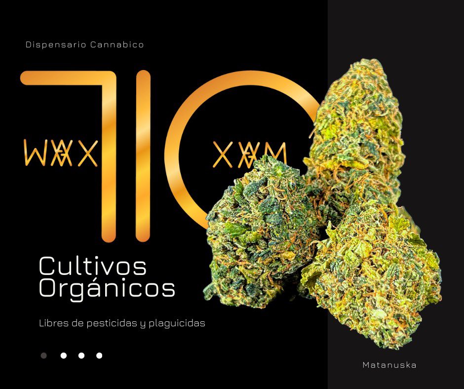 toqueyrol420's tweet photo. De los amigos de #Wax710Xam les traemos esta deliciosa cepa…
La #Matanuska
🧬 Genética: Híbrida
🤩 THC: 21%
😋 Sabor y aroma: manzana, dulce, limón.
🥳 Efecto: felicidad, energía, hormigueo https://t.co/mt3SCf5ycv