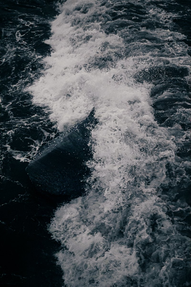 Logan Dam tweet media