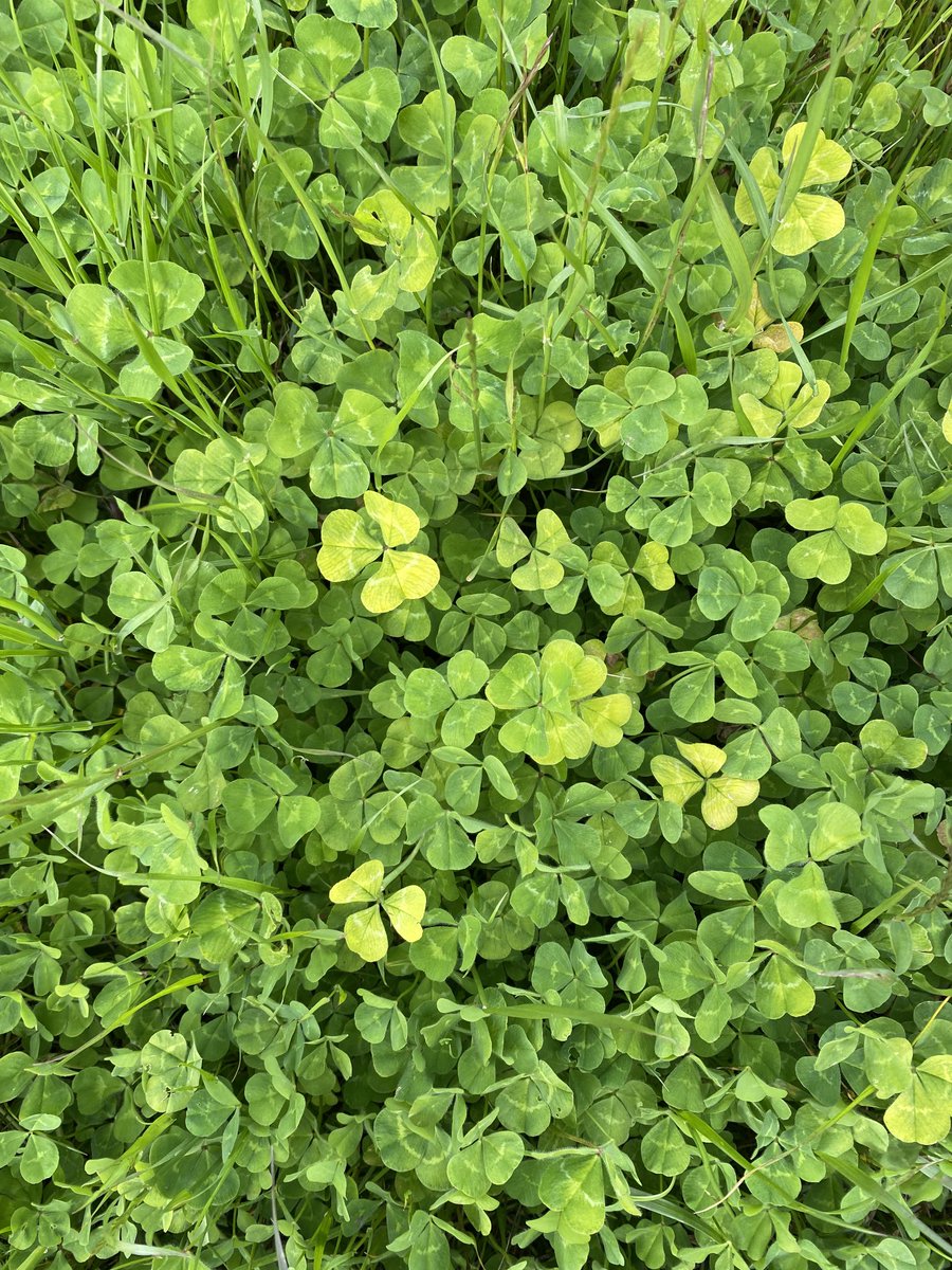 Any idea what the yellowing is in the clover?