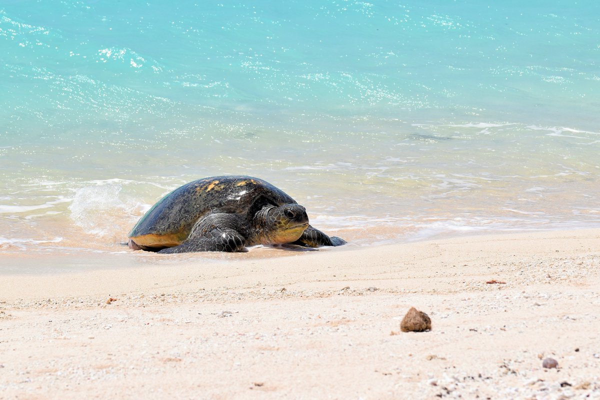 Rare sighting of basking green turtles in the Chesterfield archipelago (New-Caledonia); uncommon behavior in this region of the Pacific! Maybe an effect of the extreme remoteness and low level of visitation of these islands 🐢🌴
#seaturtle #science #nature <a href="/ird_fr/">IRD.fr</a> <a href="/UMREntropie/">Entropie - Tropical Marine Ecology Lab.</a>