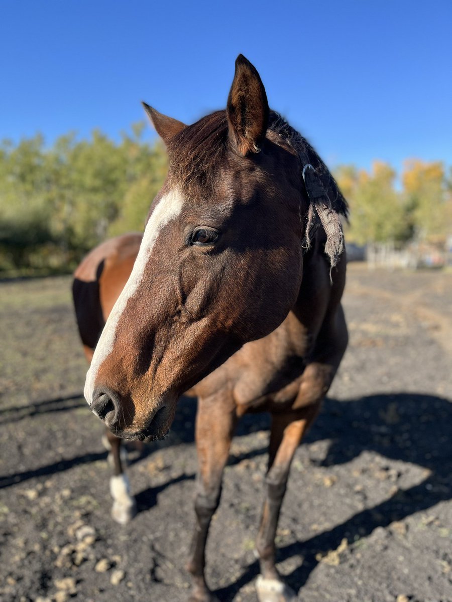 BaysicChestnut's tweet photo. Ladybug has gone down hill a lot recently and I don’t know how much time I have left with her. https://t.co/HpOrtcKMXX
