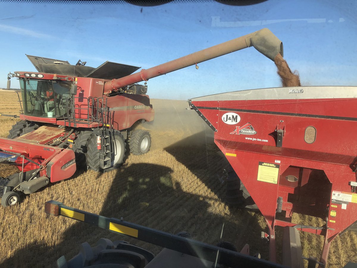 CDC Rowland flax Day 2. New variety from SeCan with big seed and big yield!