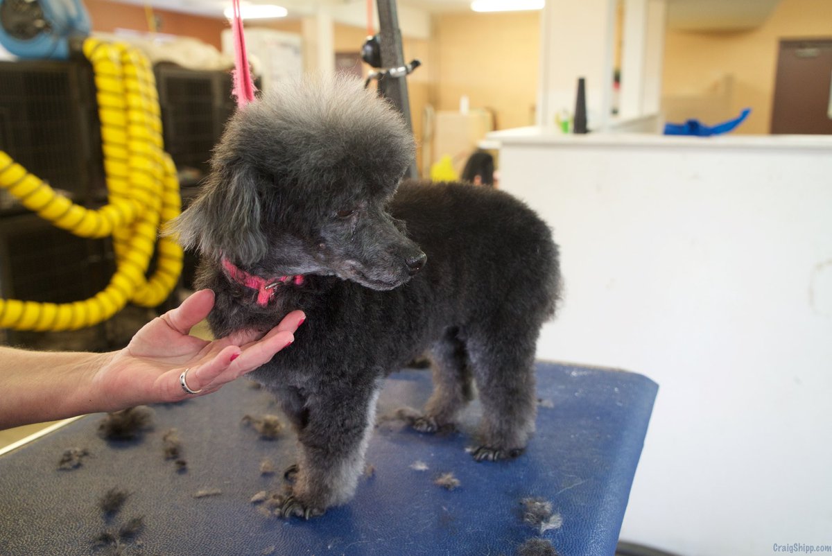 FrederickCounty's tweet photo. Warm Hearts ♥️ Cold Noses.
Services Offered:
- Boarding
- Full time, all breed groomer
- Two turn out areas for exercise and play
- Indoor/Outdoor Runs available and more!
Visit: https://t.co/Sl9jf9sn8c
#bathing #boarding #grooming #breedgroomer #warmhearts #coldnoses https://t.co/8XbgCp4Rcr