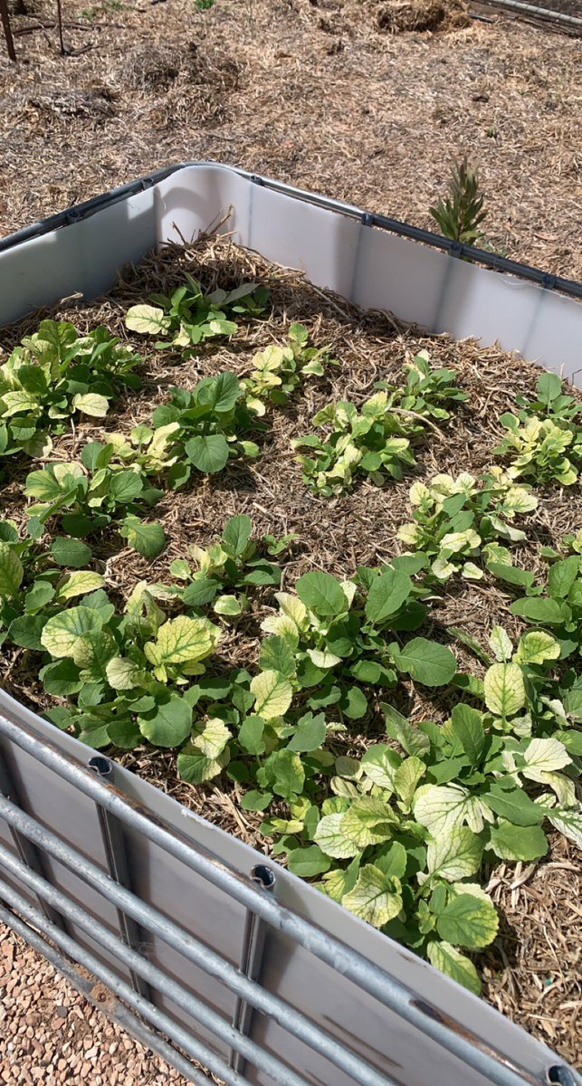 Pro tip - Dirt from the paddock for wicker bed might not be the best idea. #bleaching #radish