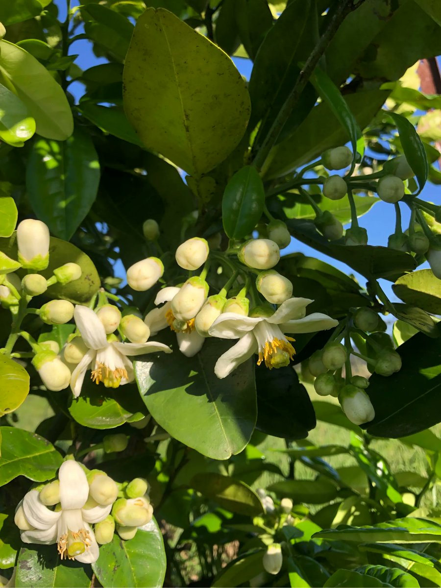 ausgarlic's tweet photo. 8 years is a long wait with many losses along the way. But finally the Pomelo will have fruit with a bounty of flowers and bee pollinators https://t.co/MeysAkIO26