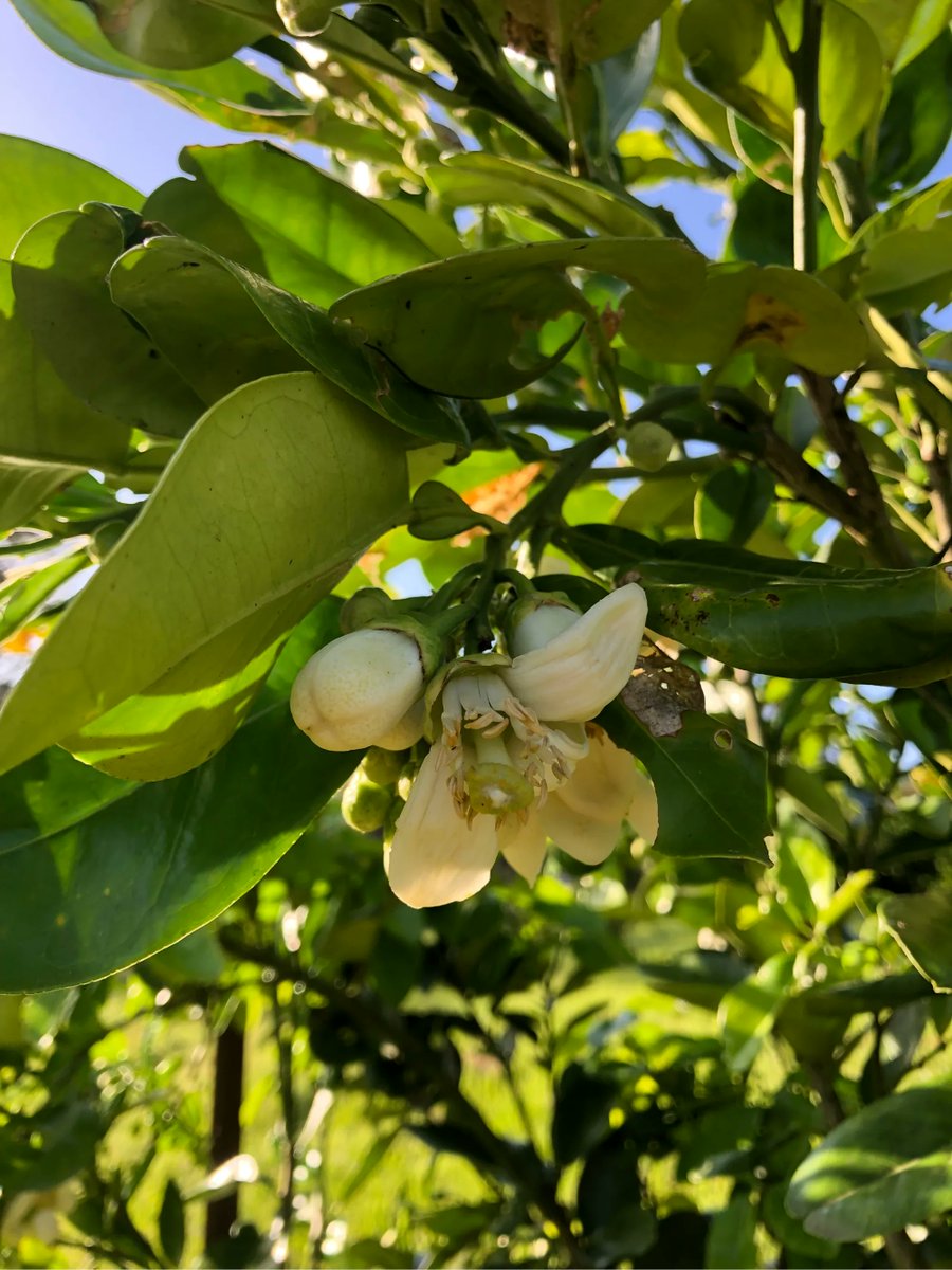 ausgarlic's tweet photo. 8 years is a long wait with many losses along the way. But finally the Pomelo will have fruit with a bounty of flowers and bee pollinators https://t.co/MeysAkIO26