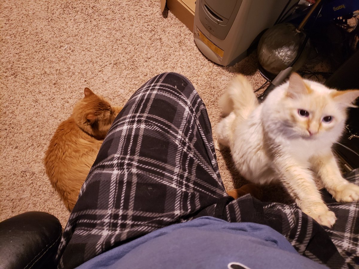 Slagr87's tweet photo. @PomuRainpuff #PomudachiPets
Phantom and Astro.  Very friendly and fuzzy boys https://t.co/FnVEnJyvZc