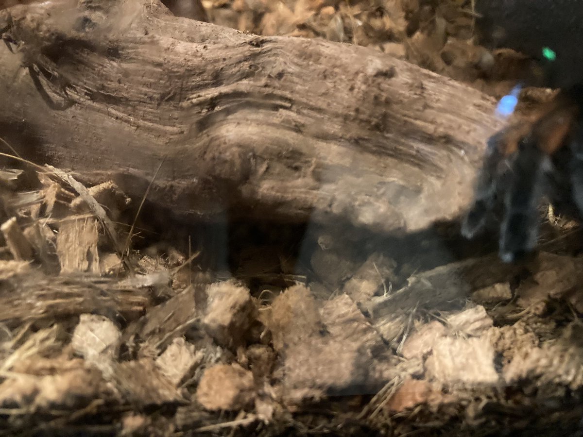 キモい展事務局 Kimoiten Twitter