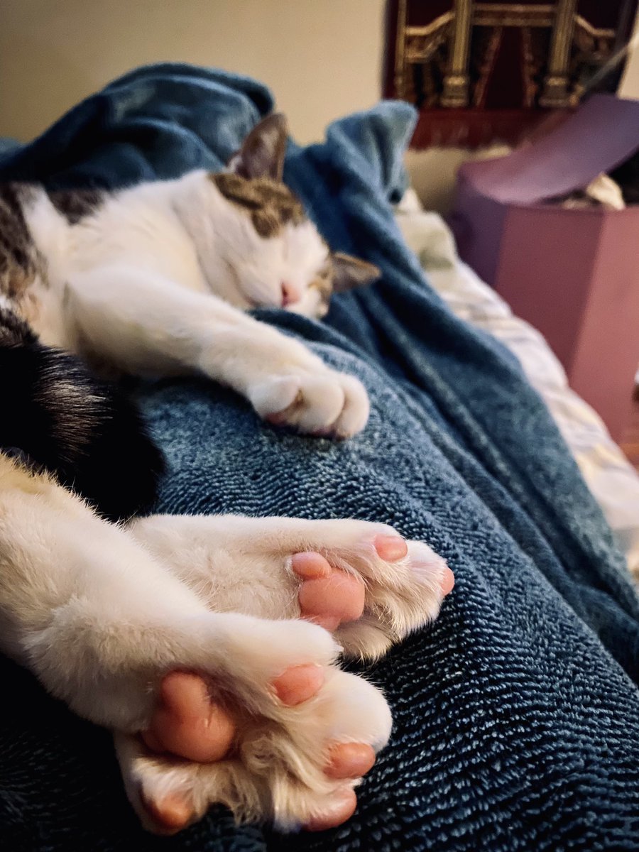 fleapuff's tweet photo. The beans are too cute to not share with the interwebs 😍🐱 https://t.co/UsPM49tOUL