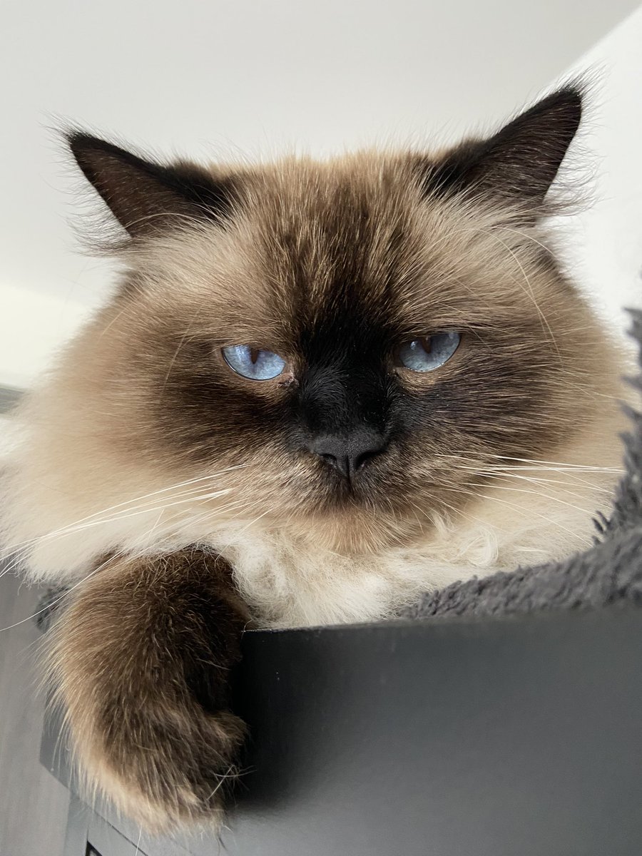 Happy Thanksgiving to all my Canadian buds celebrating this weekend! Thankful for my pawrents, treat treats and all my furry friends 🍂💙