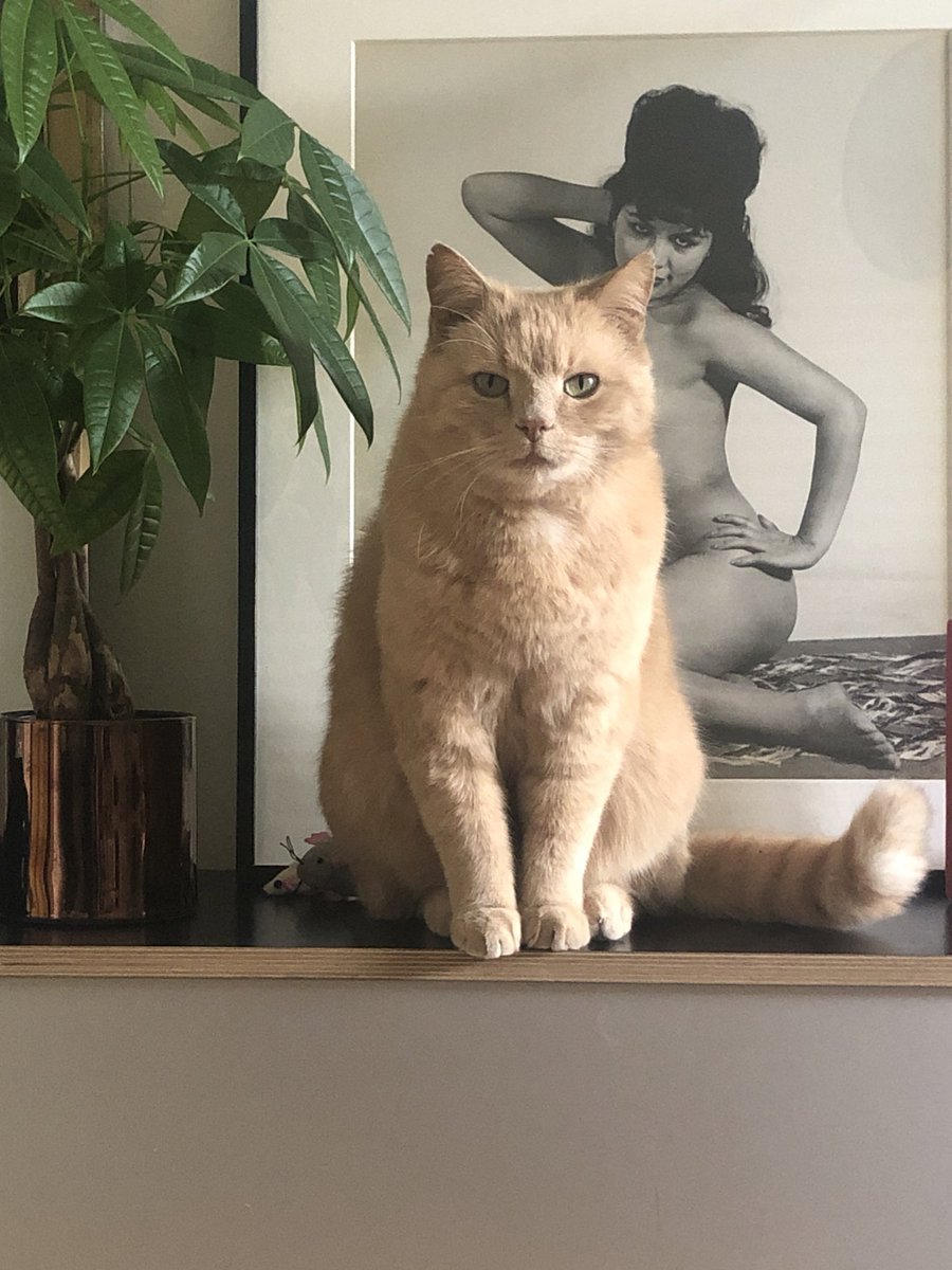 Sex sells…..#NFTCommunity #nft #MEMECOINS #CatsOfTwitter #pinuptober2022 #pinup #pussycat #ElonMusk #dogearmy