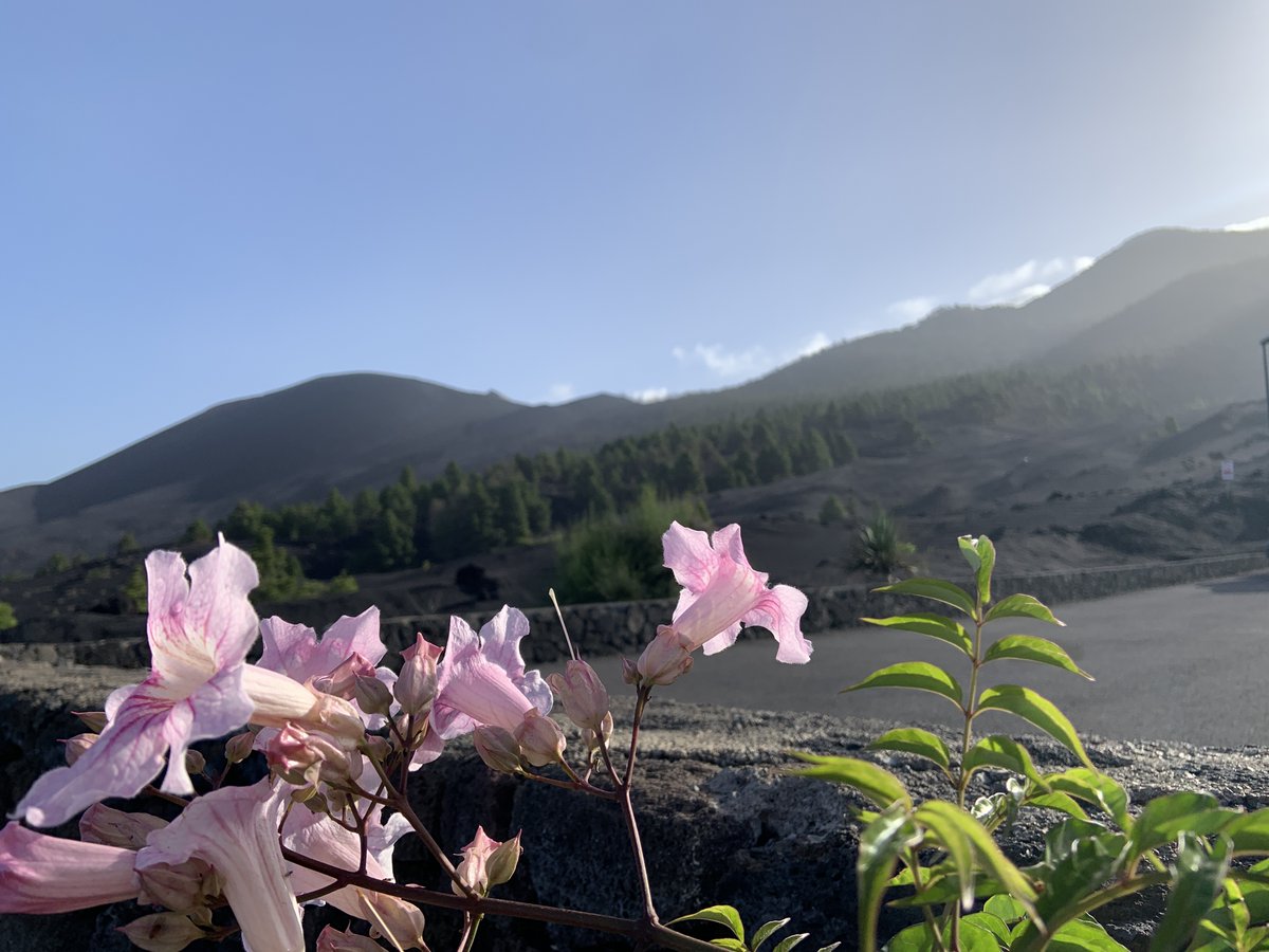 LMU Volcanology tweet media