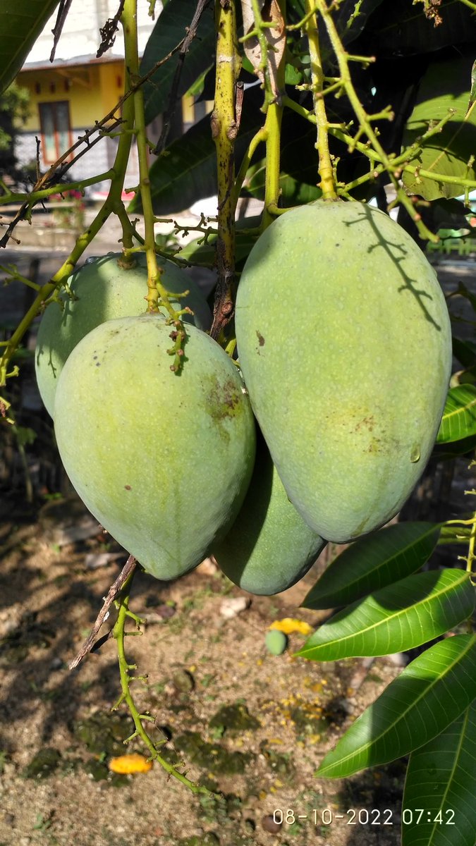 Alhamdulillah yg berbuah #pm1gowesclub #semuanyaajib <a href="/ajibsusanto/">IG #ajibsusanto 🇲🇨🇲🇨🇲🇨</a>