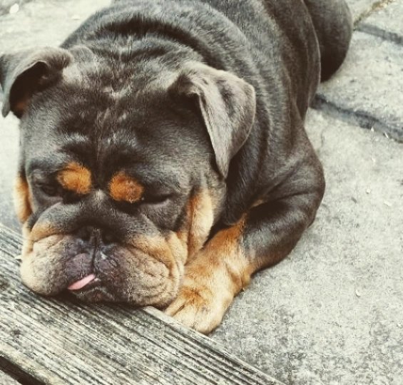 ollys_hotel's tweet photo. Sad to say farewell to our good mate Chase! But hopefully see you soon again at Oliver's #olivers_hotel #britishbulldog https://t.co/7ErNaqFlRL