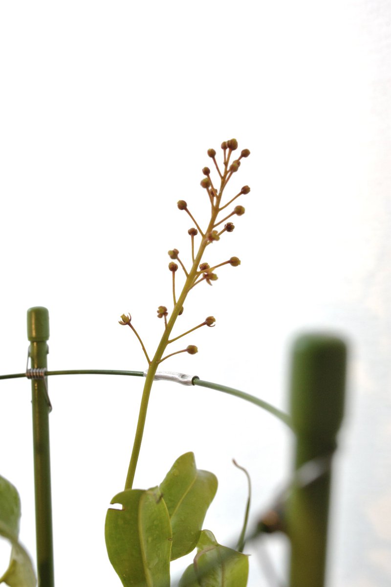 white background no humans flower plant blurry simple background still life  illustration images